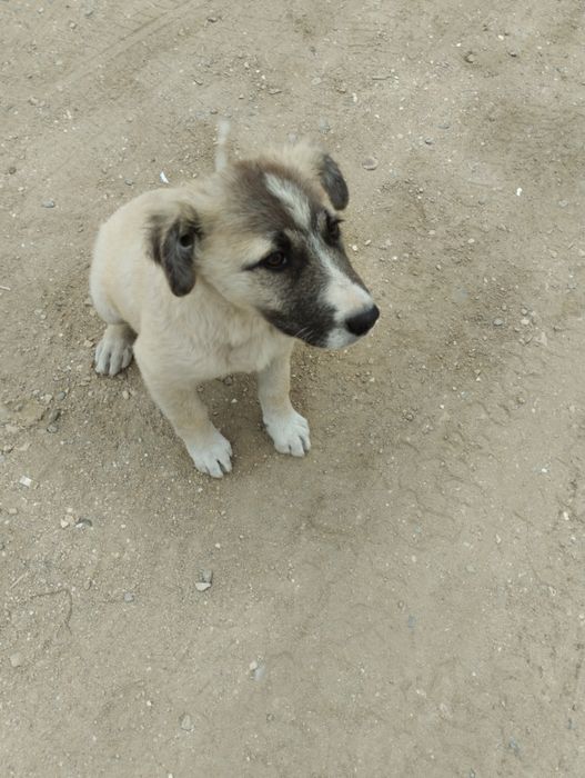 Щенки в хорошие руки