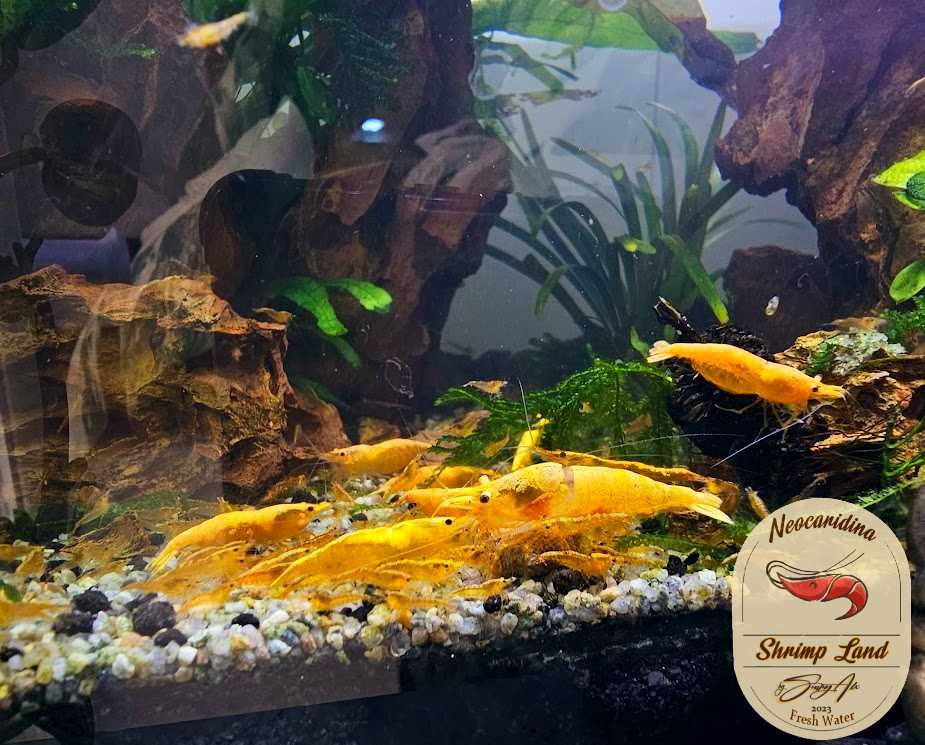 Creveti Neocaridina Yellow Fire, Conuri Arin, Hrana
