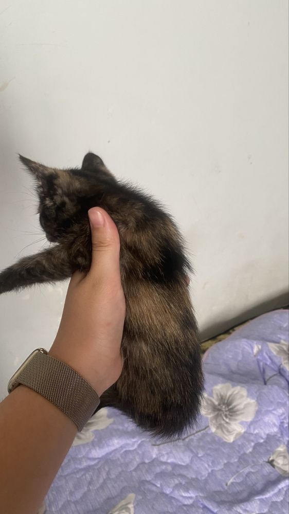 Отдам в добрые руки котят!!