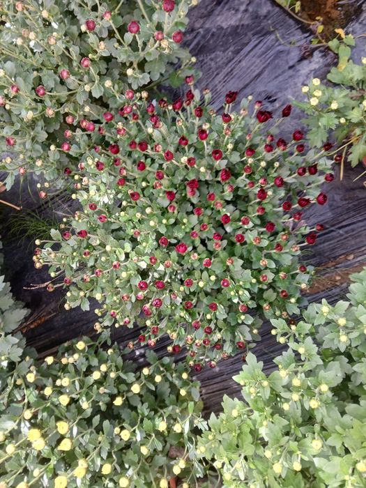 Crizanteme ghiveci mai multe culori