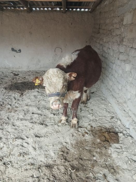 Navos sotiladi smental