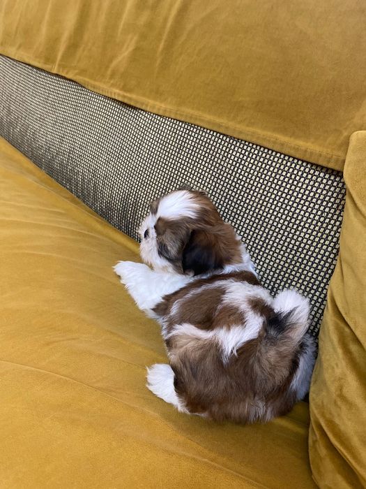 Shih-tzu talie mica