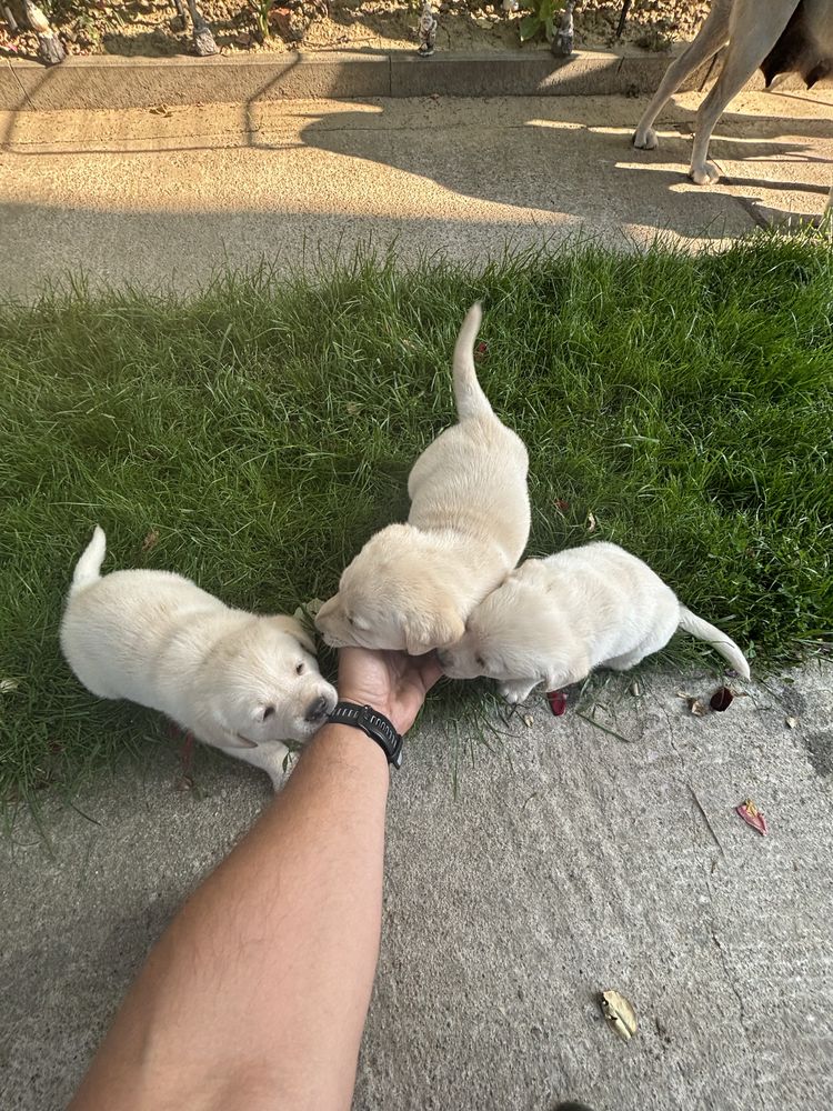 Labrador retriever alb