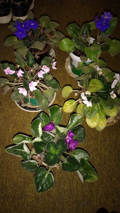 Фиалки цветущие взрослые.