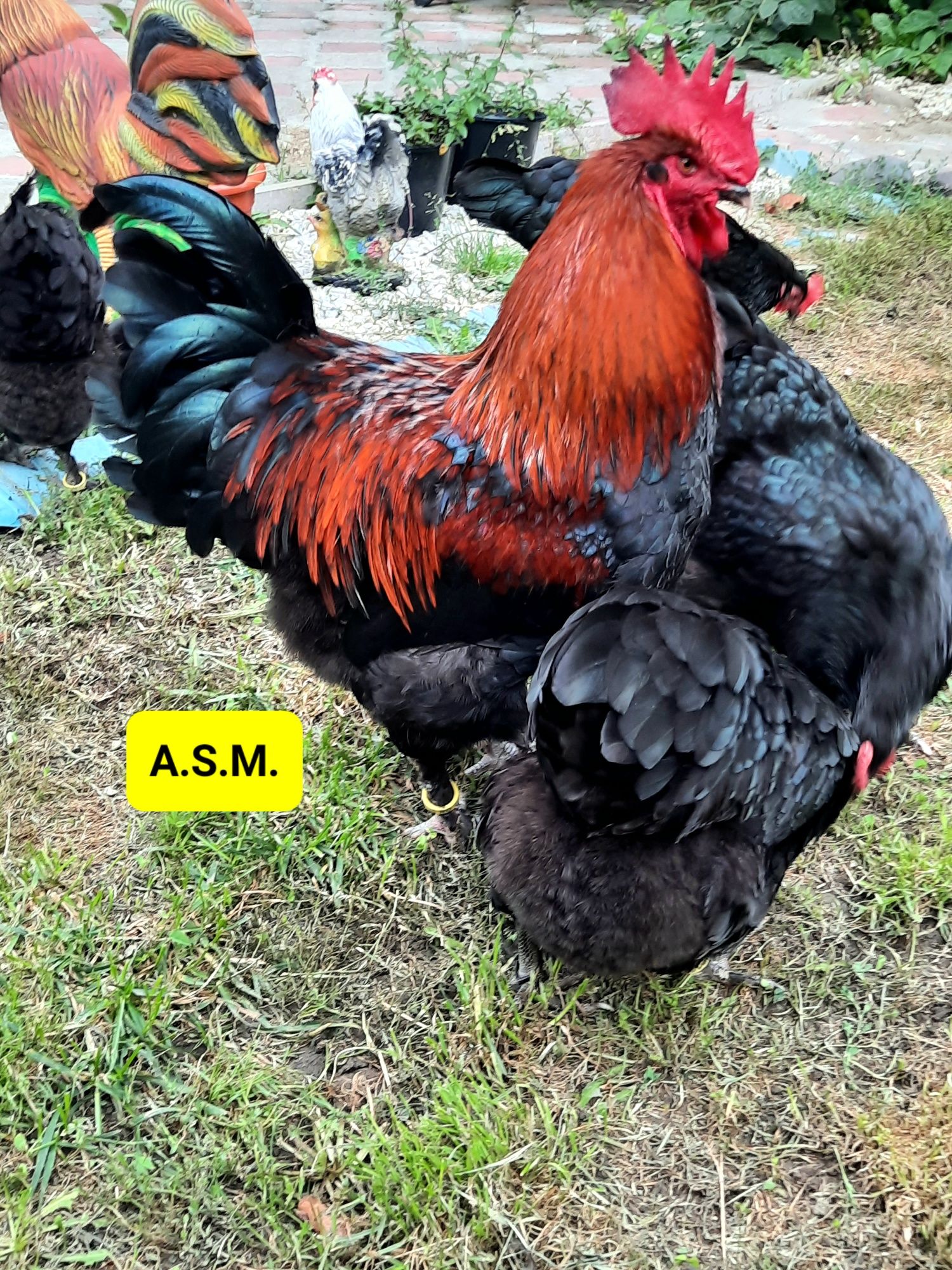 Ouă Marans Negru și Negru Arămiu