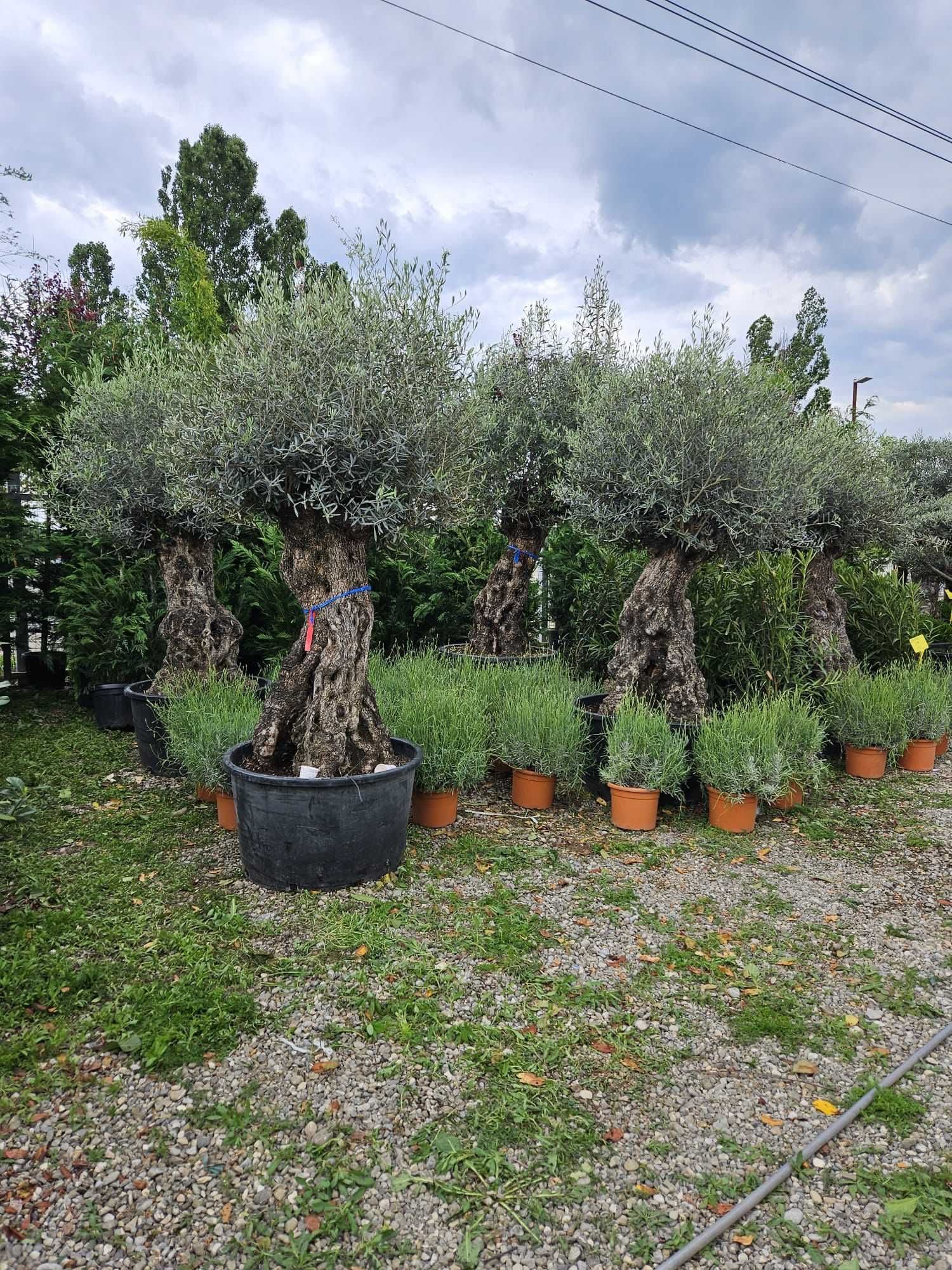 Transformă-ți grădina cu plante decorative excepționale
