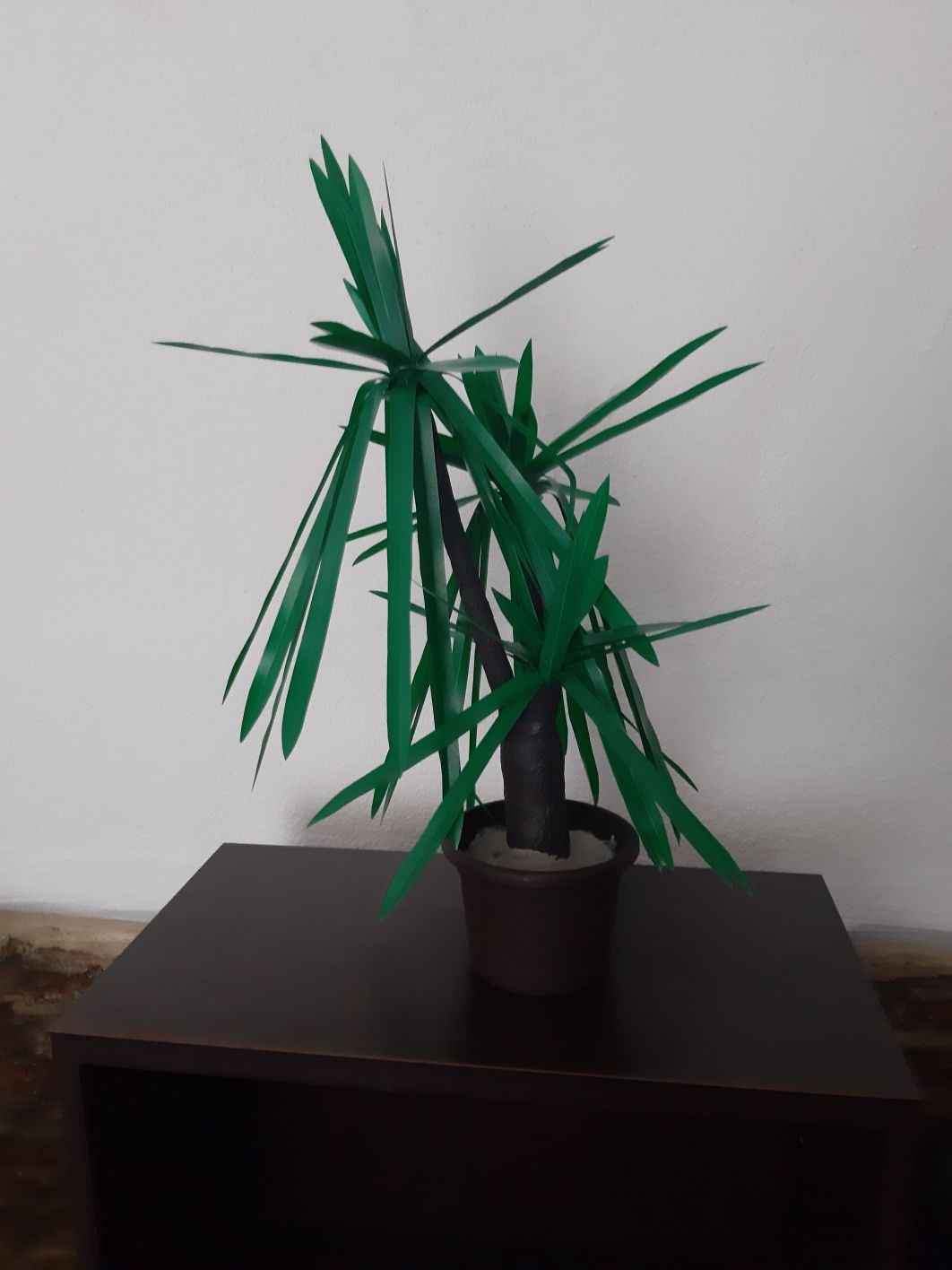 Plante si palmieri decorativi