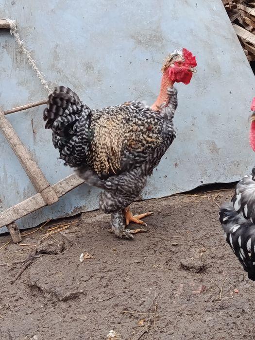 Cocosi moțați ,golași talie f mare