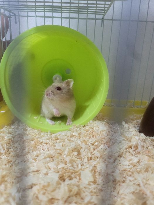 Hamster + cușcă.