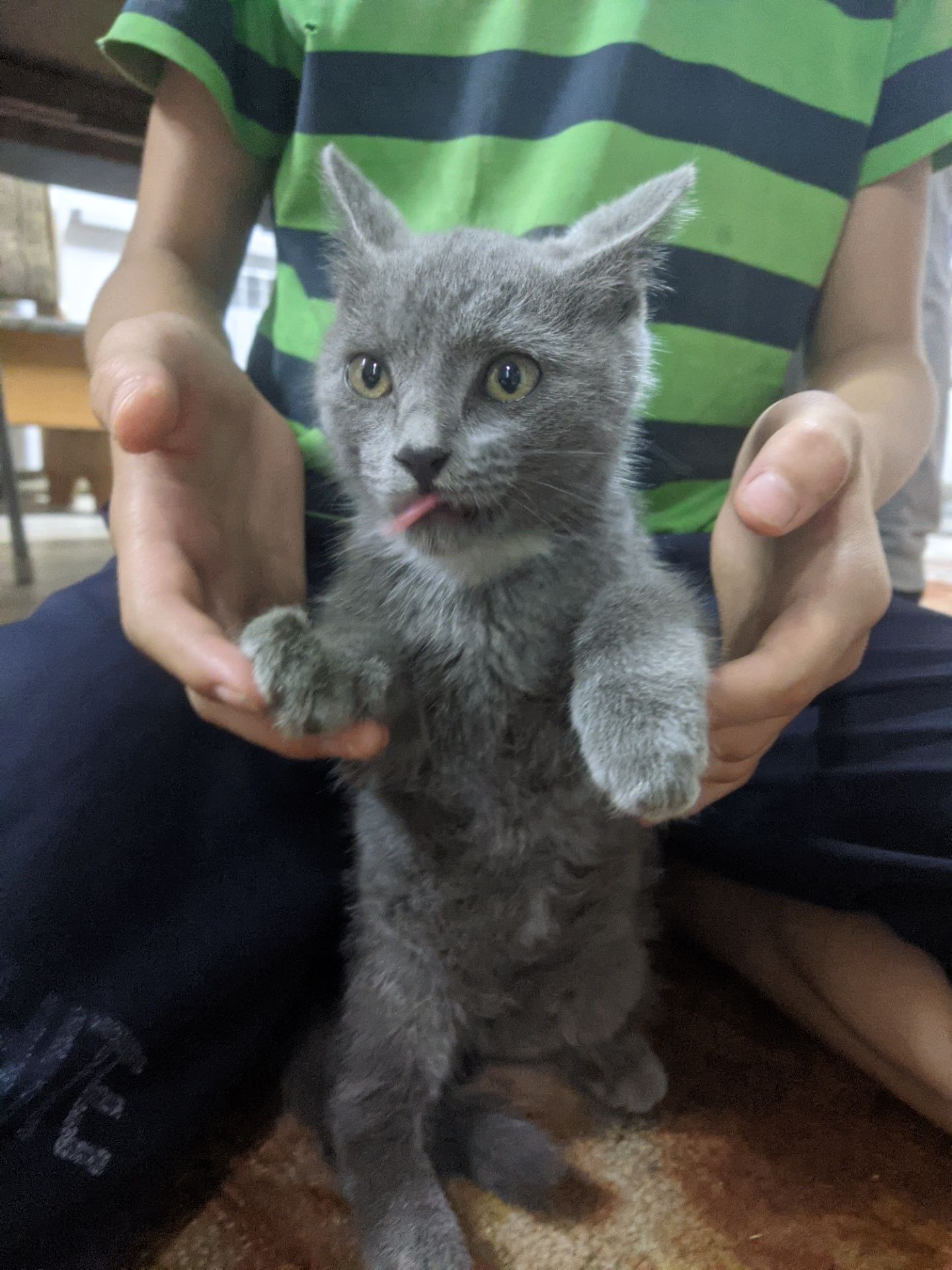 Котенок девочка, бесплатно