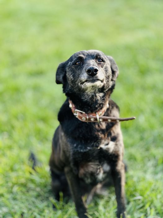 Добрая, ласковая собака ищет семью