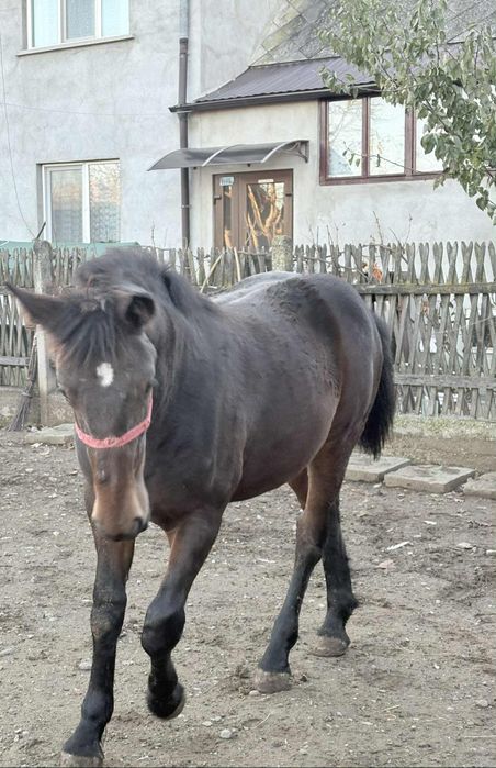 Mânză de 7 luni de vânzare