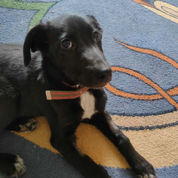 Очаровательная девочка  в возрасте около 3-х месяцев ищет дом