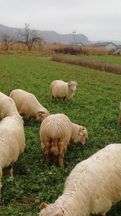 Disponibile oi de 4 - 6 miei