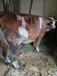 Vaca tanara gestanta azi 20l/ zi