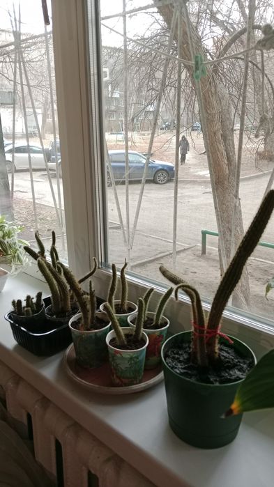 Отдам кактусята!