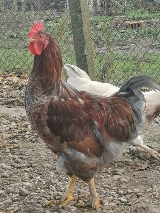 Петли домашни Брама всякакъв избор за празниците