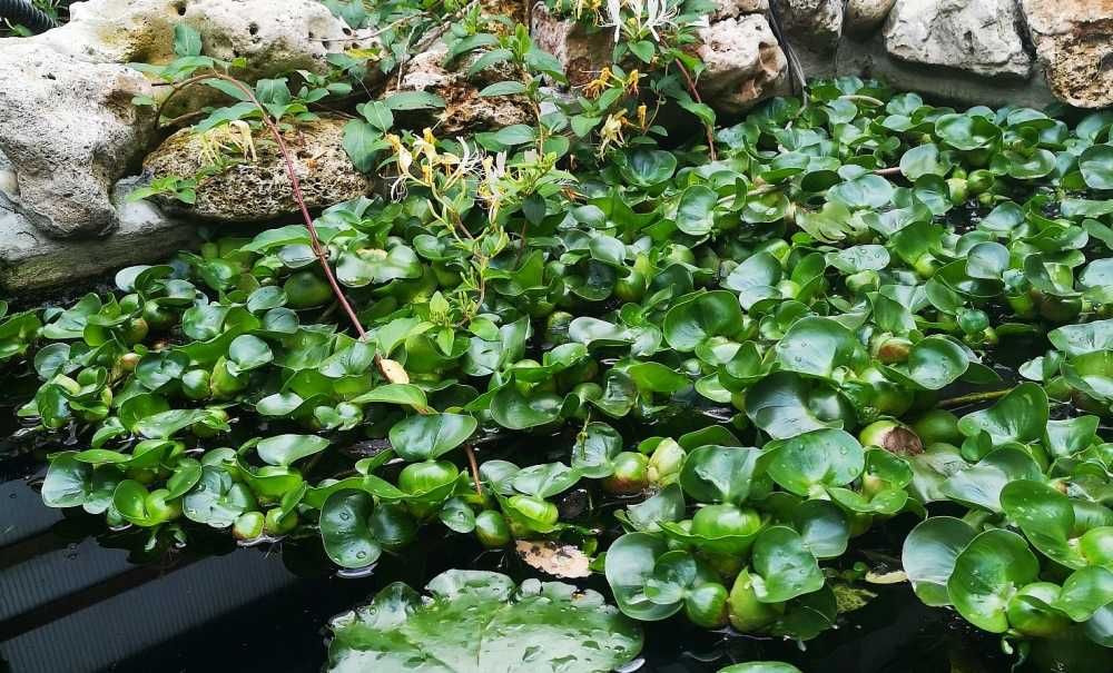 Vand set 10 plante iaz, zambile de apa, mature
