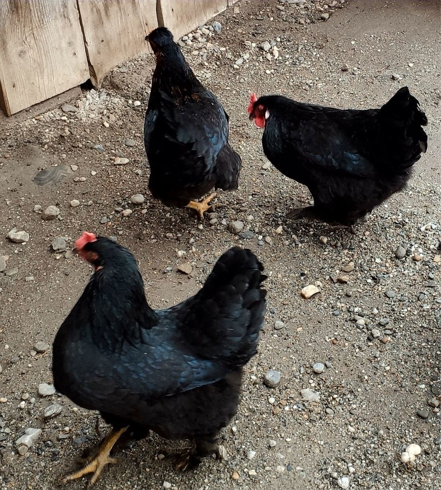 Oua Australorp Rasa Pura