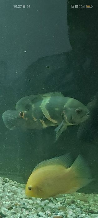 Декоративни рибки - възможен и бартер за растения - Само за гр.ВИДИН!!