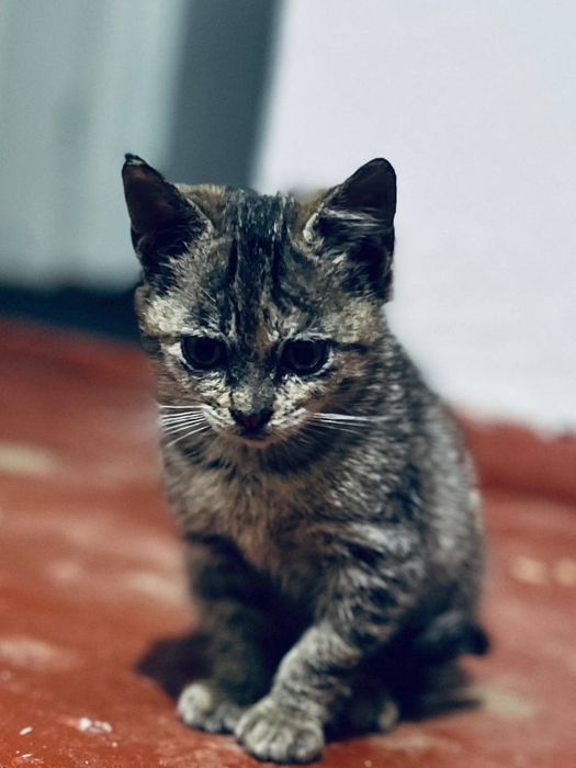 Mushukcha bepul beriladi