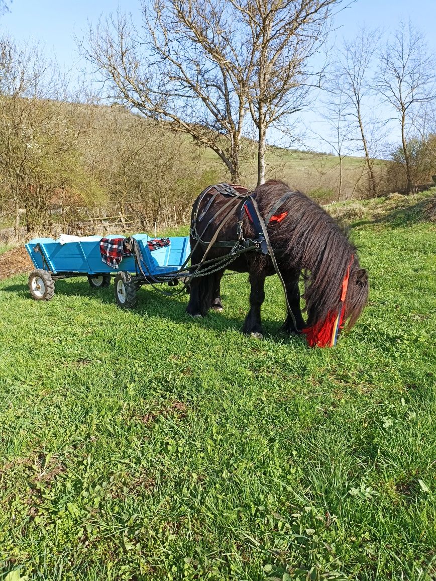 Vând poneita cu ham și caruta
