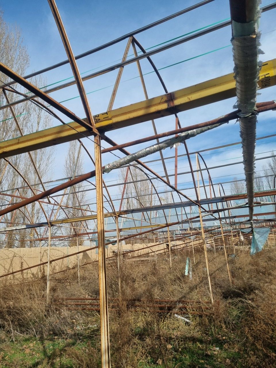 Tiplitsa sotiladi srochna 13 sotix, balandligi 5 metr . Zangiota bozsu