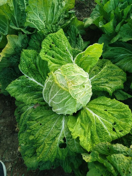 Chimchi • Чимчи • Корейс карами • Карам