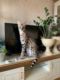 Продается породистый домашний котенок 1,5 месяца Саванна Ф1