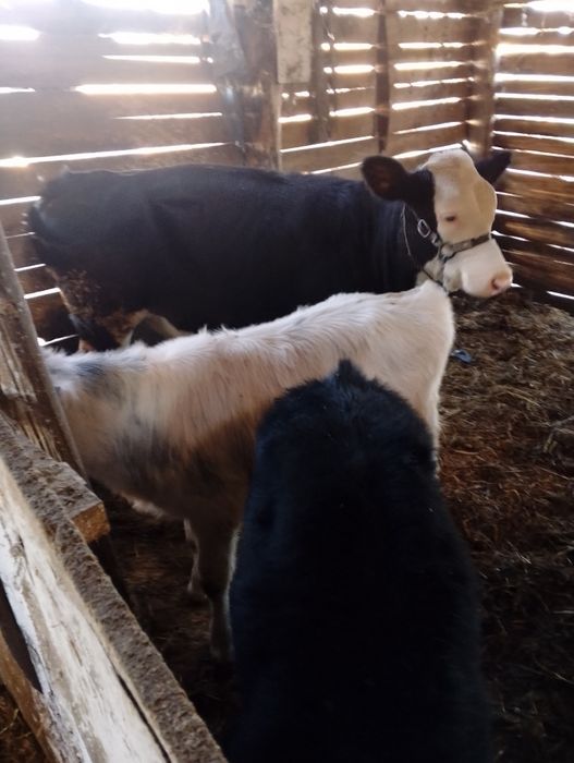 Vând 2 vițele si un taure