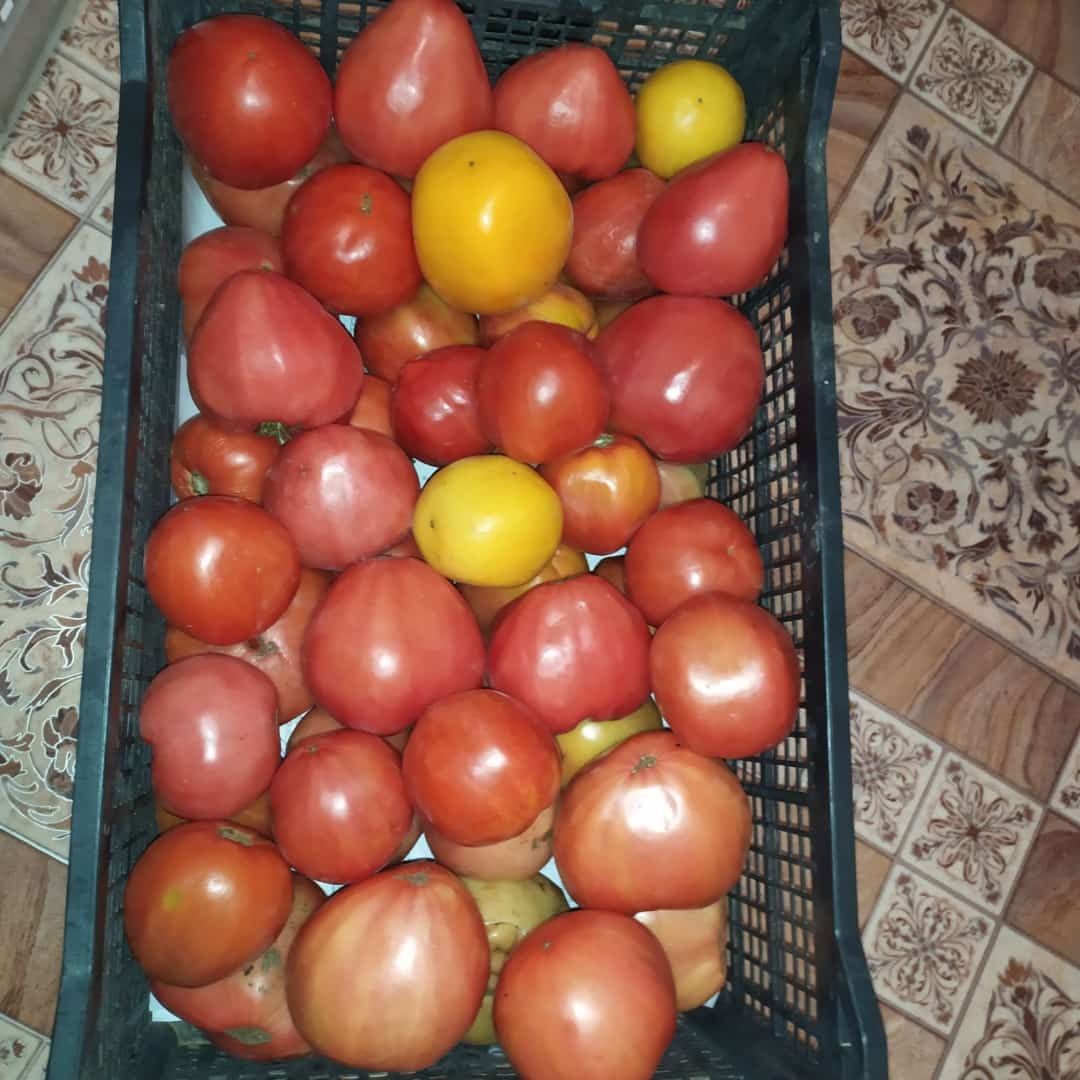 Рассада огурцов и томатов,