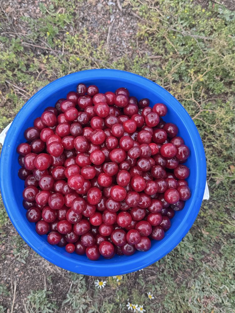 Продано. Вишню свежую, спелую, крупную