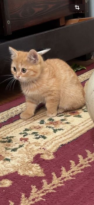 кошка Скотиш фолд