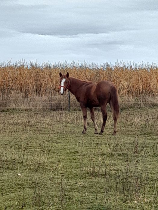 Vând mânz din iapa semigreu sau schimb pe cereale