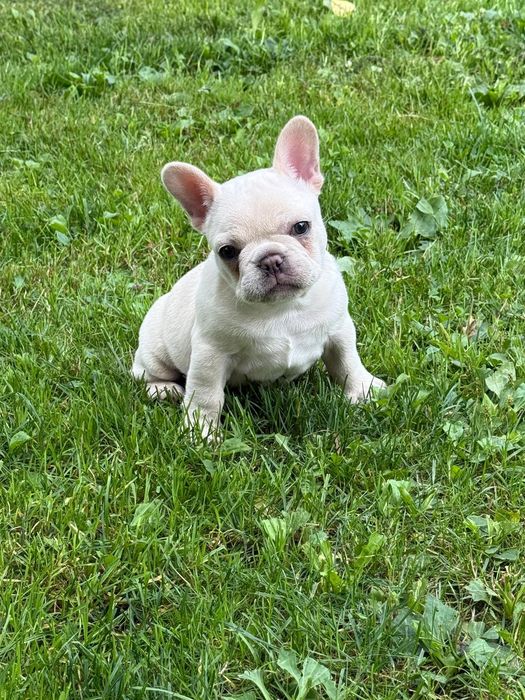 Bulldog francez femelă