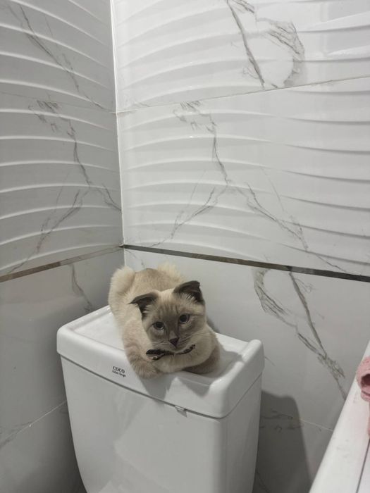 Котят девочка 7 месяца Reddoll+Scottish Fold