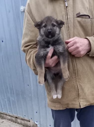 Продам щенков овчарки