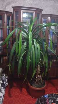 Продам комнатное растение ( цветок) высота около 2 метров, панданус