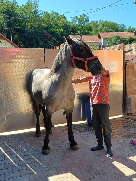 De vânzare mânză de an an jumate