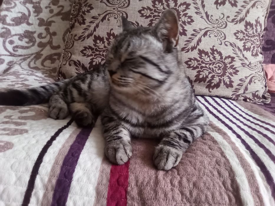 Потерялся кот имя:мани кличка:манибек