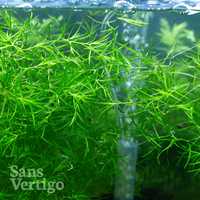 Guppy Grass - planta de acvariu