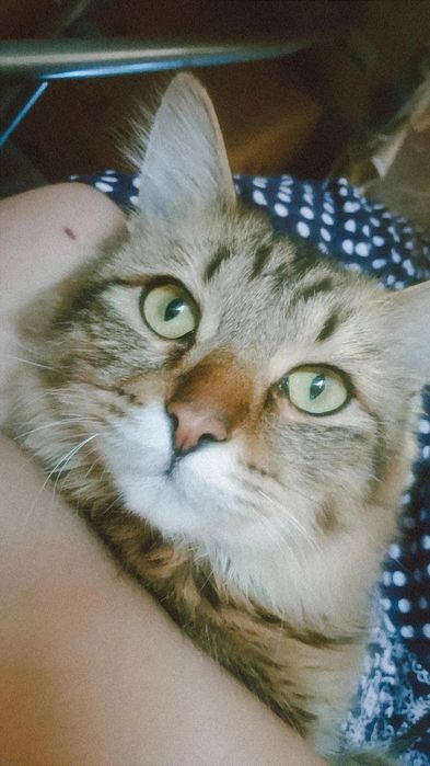 Кот 11 месяцев очень умный