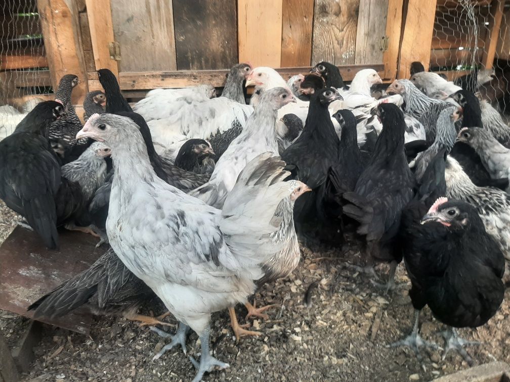 Pui de rasă,australorp