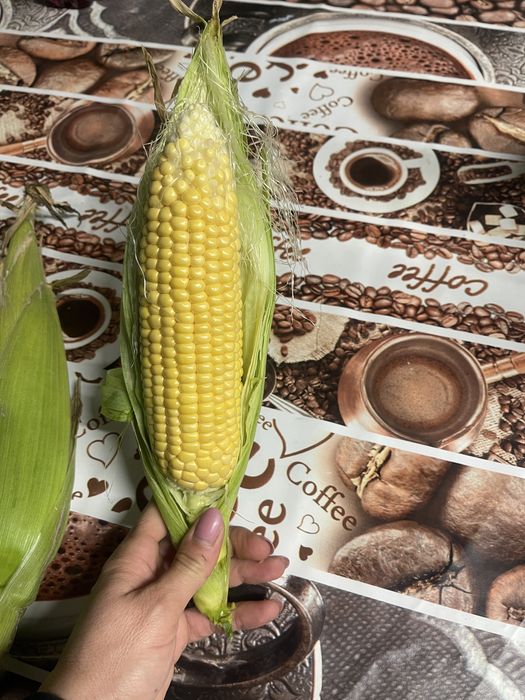 Vand porumb zaharat desert 78