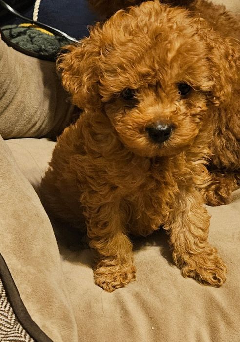 Червено тийкъп /той пуделче момченце