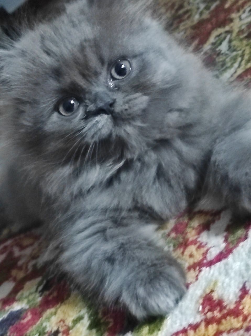 Котенок персидской породы 4 мес.