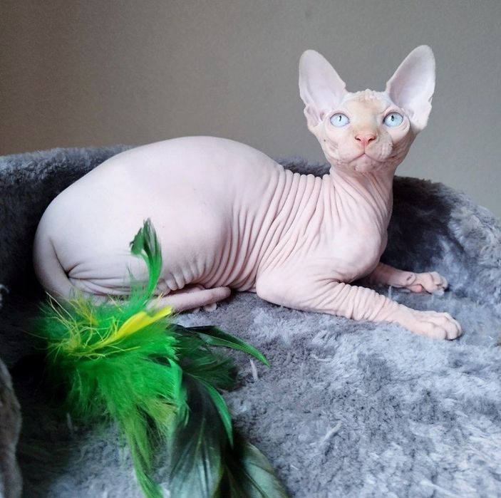 Котёнок канадского сфинкса