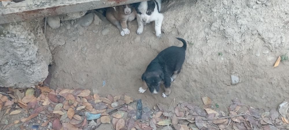 Kuchuk bola it 8 ta bor