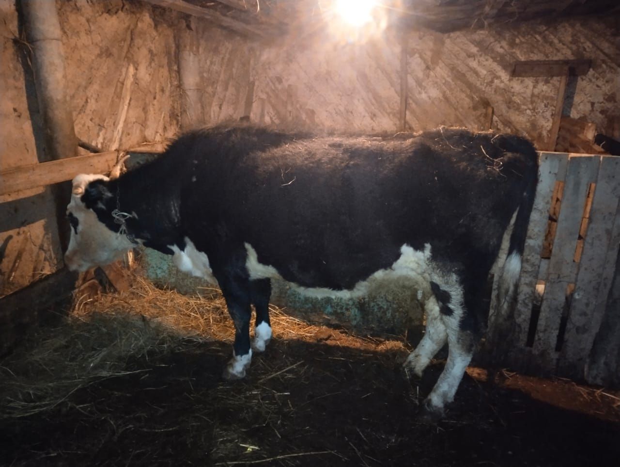 Продам кораву стеленую