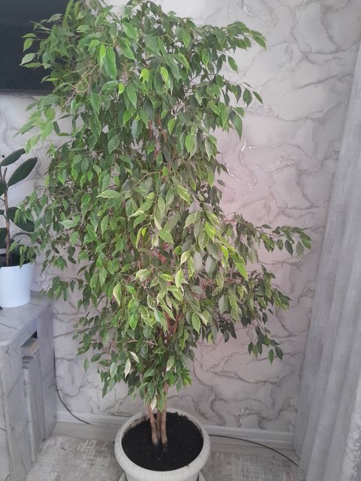 Продам комнатные цветы